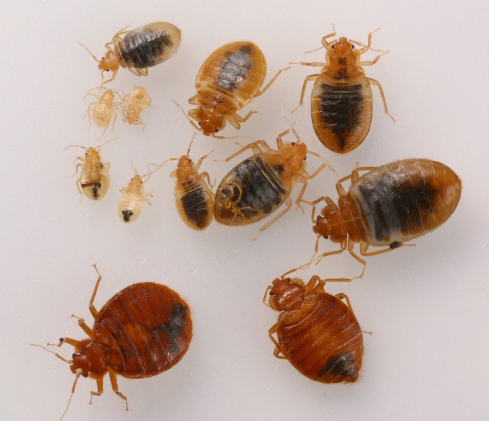 Bed bugs on a light surface