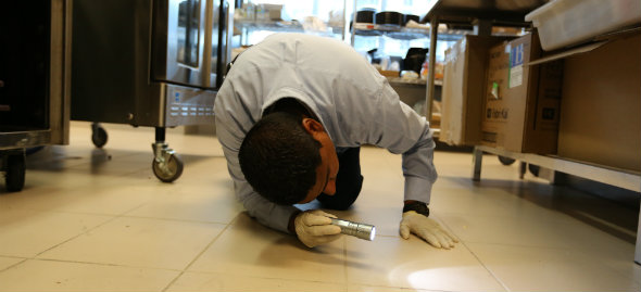 Pest inspection in progress