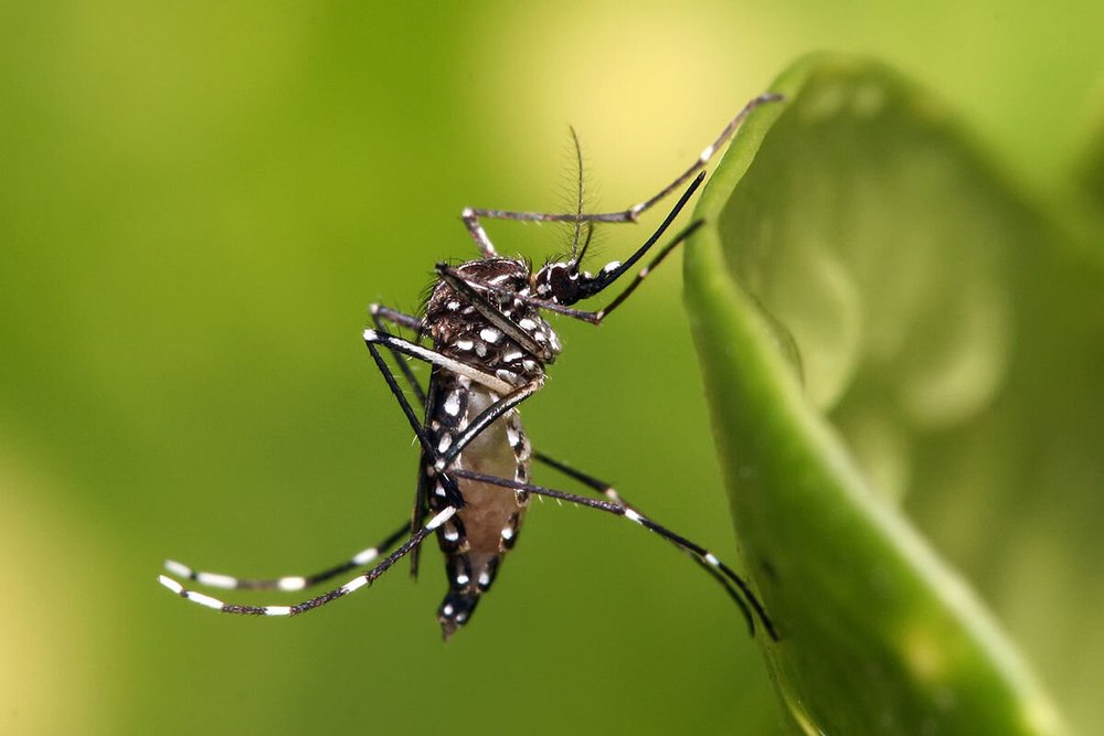 Mosquito on a green leaf