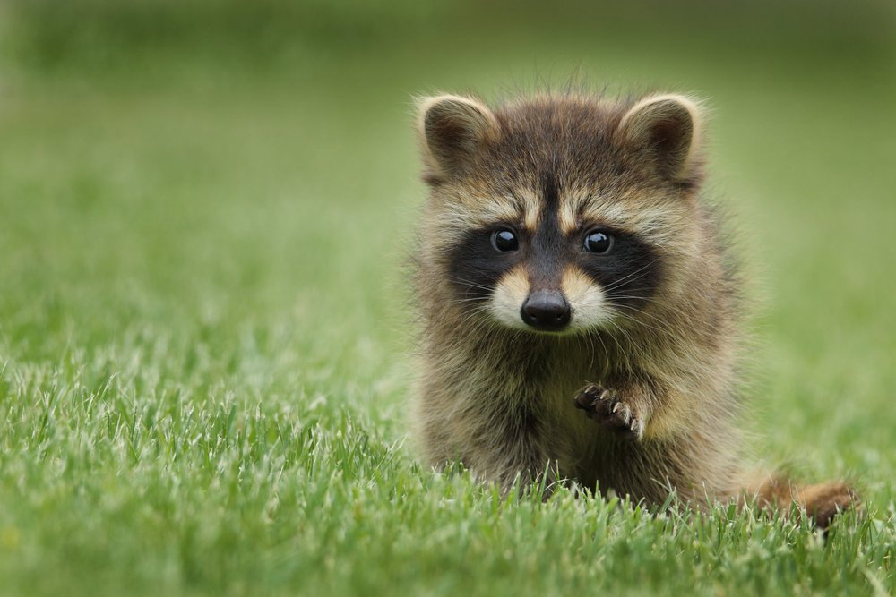 Wildlife in grass