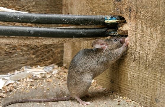 Mouse near wiring and wood