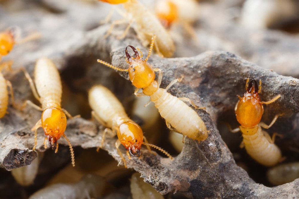 Termites on damaged wood